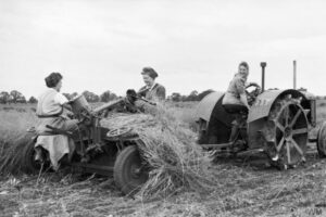 Three Land Girls harvest flax in a field which had been derelict the previous year. One woman drives the tractor as the two others sit at the rear on the flax-pulling 'trailer'. Source: IWM D 9617