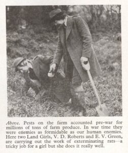 An extract from The Land Girl on rat catching. Courtesy of Stuart Antrobus