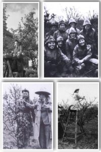 Women's Land Army May Collage
