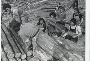 Moving logs. Gladys is in the top left hand corner with 'Aunty Eileen' helping her. 'Aunty Rene' is one of the last pair of log handlers, to the left.