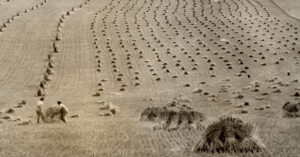 Land Girls harvesting in Oxfordshire Featured
