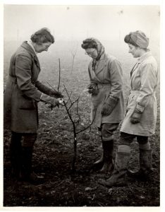 A lesson in pruning for two Land Girls