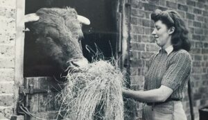 Land-Girl-feeding-bull