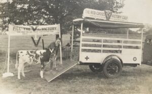 The-Red-Cross-Victory-Calf